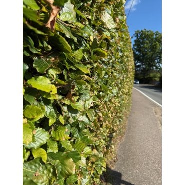 Green Beech Hedge Plants, Mill Farm Trees