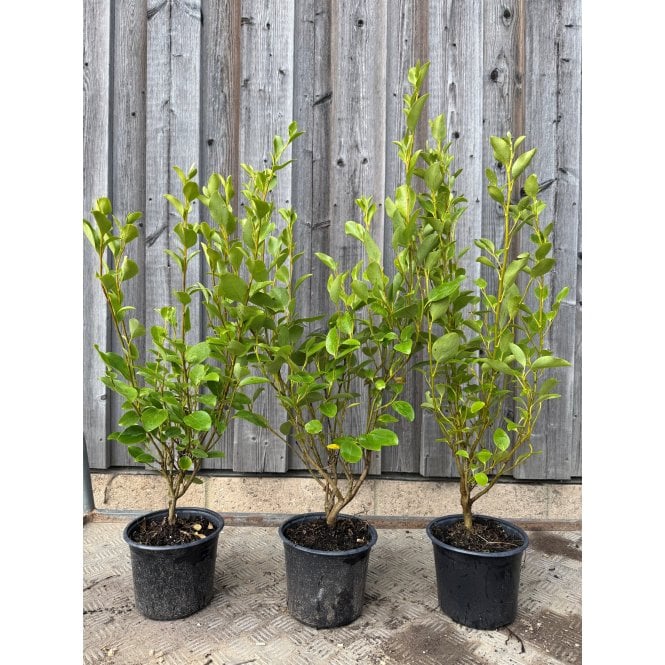 GRISELINIA PLANTS