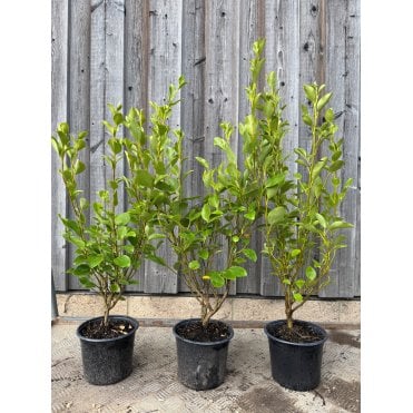 Griselinia (Griselinia littoralis) hedge plants