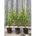 GRISELINIA HEDGE PLANTS