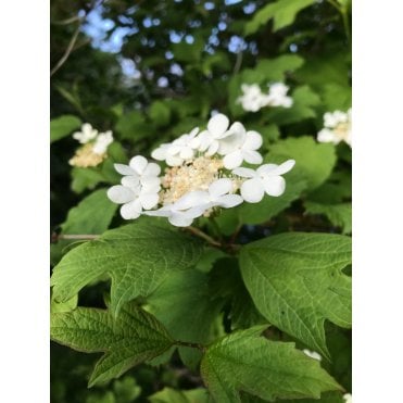 GUELDER ROSE