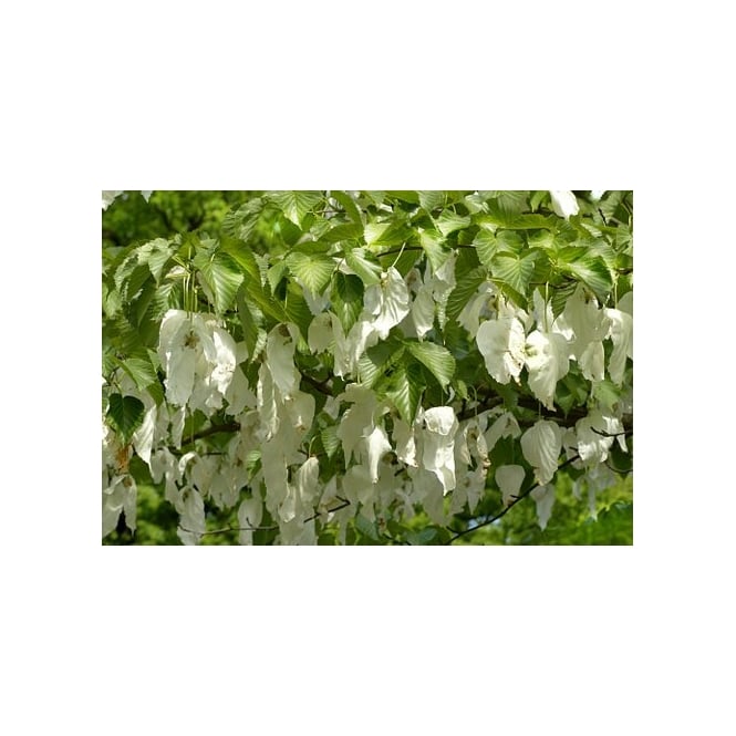 HANDKERCHIEF TREE