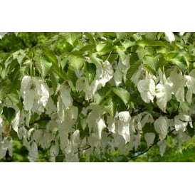 Handkerchief Trees ( Davidia involucrata Vilmoriana)