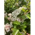 HAWTHORN