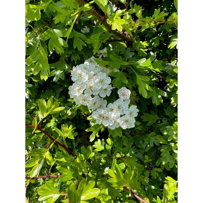 HAWTHORN