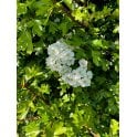 HAWTHORN