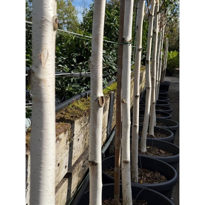 HIMALAYAN BIRCH