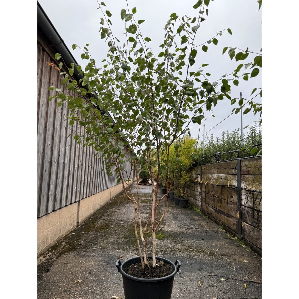 Himalayan Birch Multi Stem