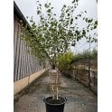 Himalayan Birch Multi Stem