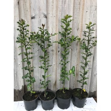 HOLLY PLANTS