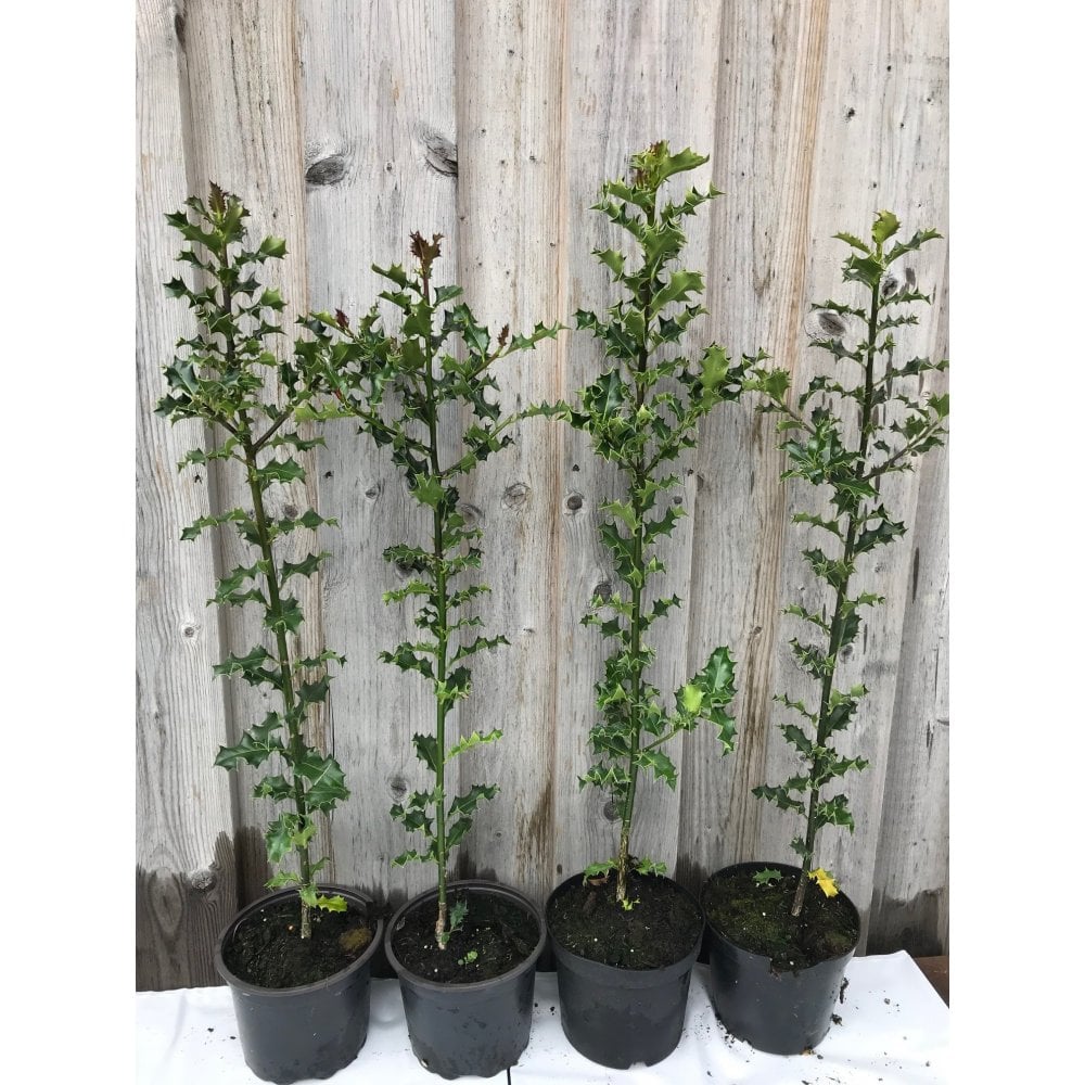HOLLY PLANTS