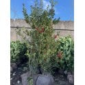 HOLLY PLANTS VARIETY ALASKA