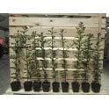 HOLLY PLANTS