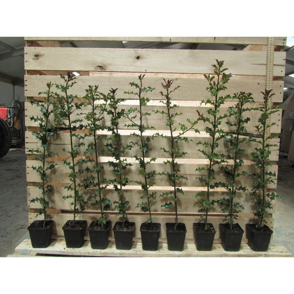 HOLLY PLANTS