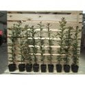 HOLLY PLANTS