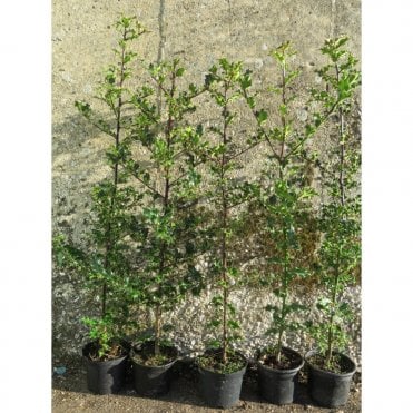 HOLLY PLANTS