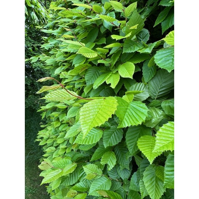 Hornbeam