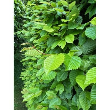 Hornbeam