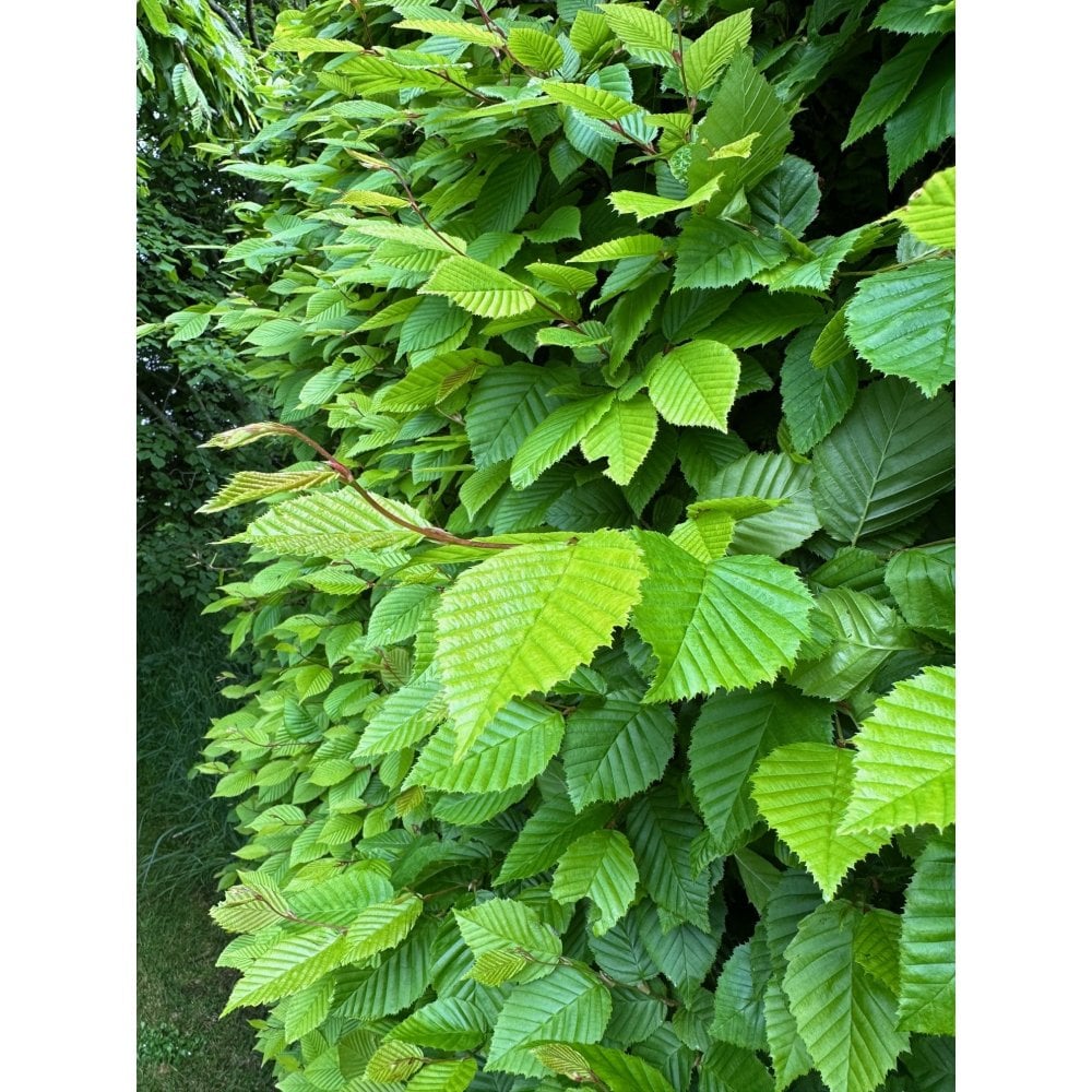 HORNBEAM