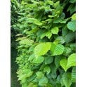 HORNBEAM