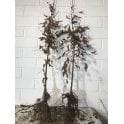 HORNBEAM