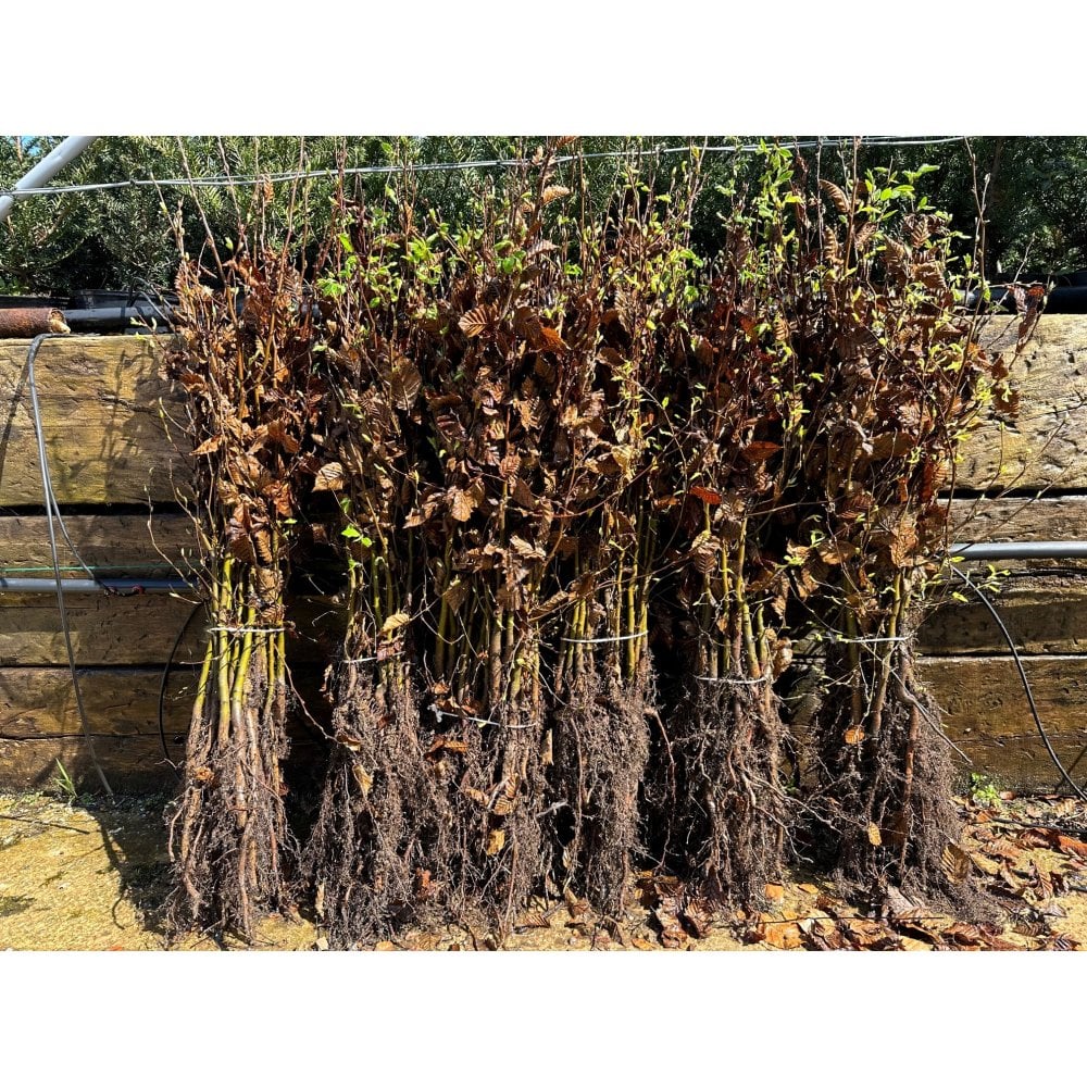 HORNBEAM