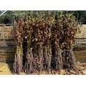 HORNBEAM 