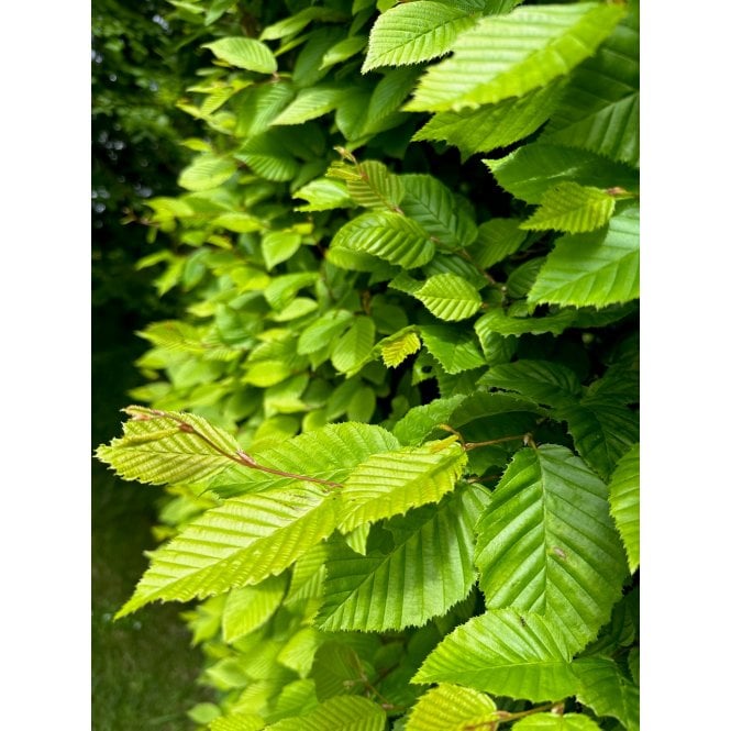 HORNBEAM