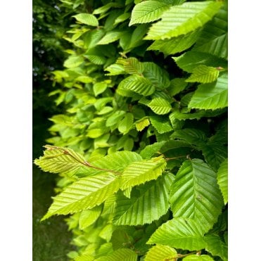 HORNBEAM