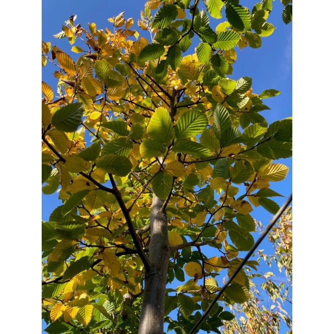 HORNBEAM TREES