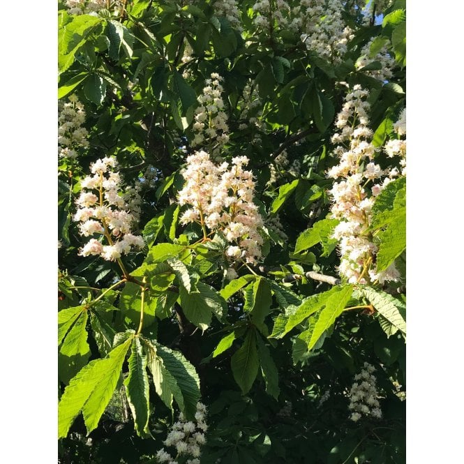 HORSE CHESTNUT