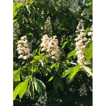 HORSE CHESTNUT