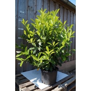 Laurel Hedge Plants, Laurel hedging plants (Prunus laurocerasus)