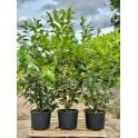 LAUREL PLANTS