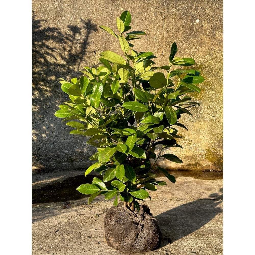 LAUREL PLANTS .