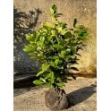 LAUREL PLANTS .