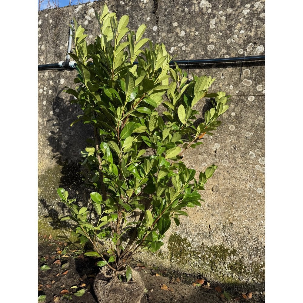 LAUREL PLANTS