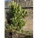 LAUREL PLANTS