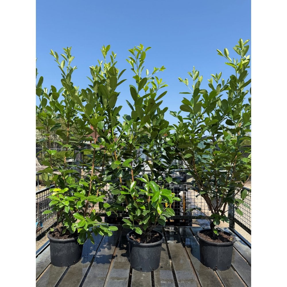 LAUREL PLANTS