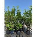 LAUREL PLANTS