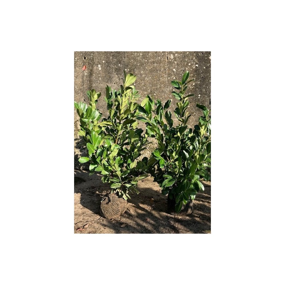 LAUREL PLANTS
