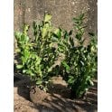 LAUREL PLANTS