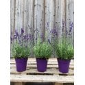 LAVENDER HIDCOTE