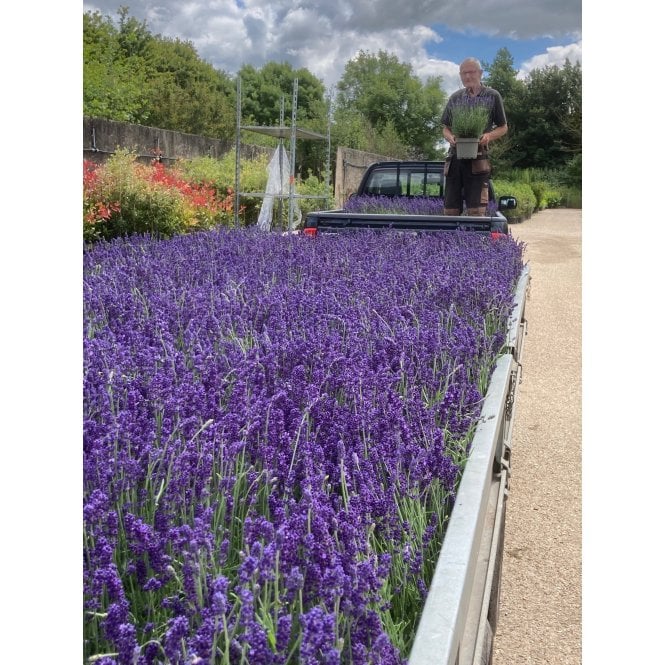 LAVENDER PLANTS VARIETY HIDCOTE. 