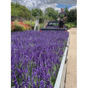 LAVENDER PLANTS VARIETY HIDCOTE. 