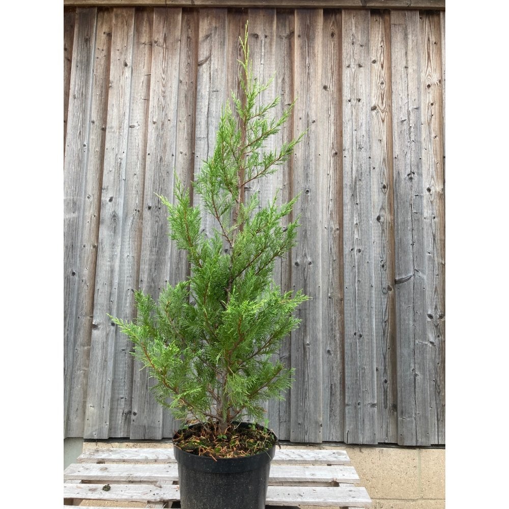 LEYLAND CYPRESS