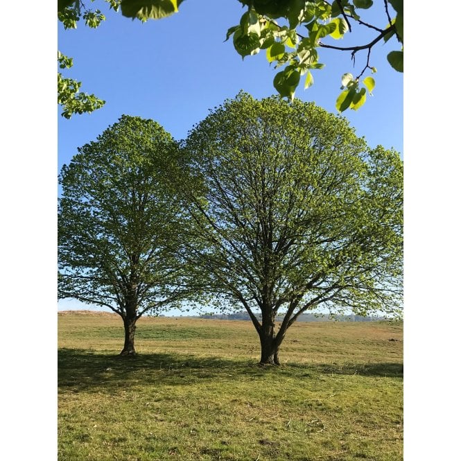LIME TREES