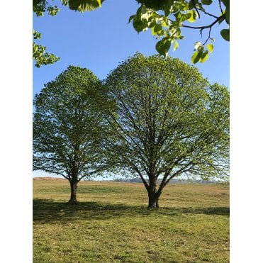 LIME TREES