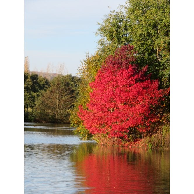 LIQUIDAMBAR TREES