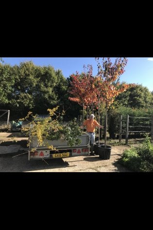 NURSERY TREES